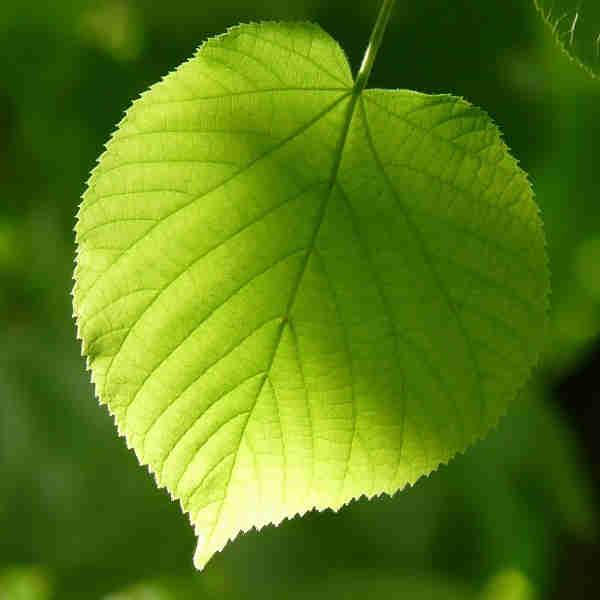 Dani Rudolfa Strohala